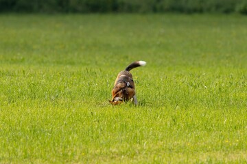 Ein Hund gräbt ein Loch auf einer Wiese 