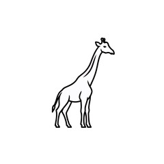 Fototapeta premium Elegant Giraffe Outline: Minimalist Animal Illustration for Design, Wildlife and African Themes, Isolated on White Background. Vector Line Art of Giraffa camelopardalis.