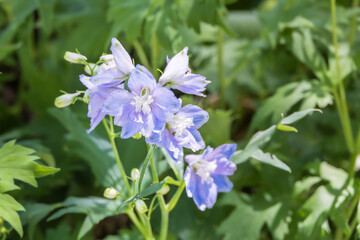 A mini delphinium with soft purple petals blooming beautifully in the flower bed. light purple