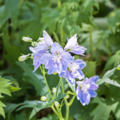 A mini delphinium with soft purple petals blooming beautifully in the flower bed. light purple