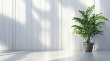 Empty room with a potted plant against a white wall.