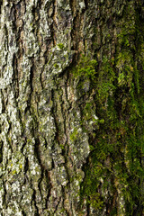 Baumrinde mit Moos bewachsen, Textur Hintergrund 