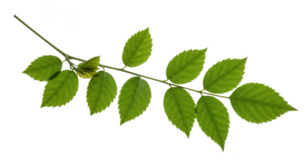 Green leaf branch with new growth isolated on transparent background