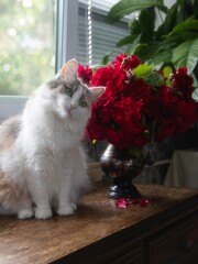  Beautiful tricolor cat with bouquet red roses