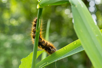 Die Raupe des Nachtfalters “Trinkerin” (Euthrix potatoria) am Morgen nach einem Regenschauer 