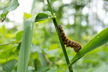 Die Raupe des Nachtfalters “Trinkerin” (Euthrix potatoria)