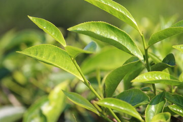 Obraz premium hIDdeN EyEs