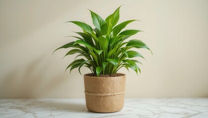 Fototapeta premium Lush Green Plant in Kraft Pot Home Decor Mockup