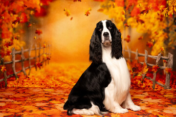 Regal Spaniel Amid Fall Foliage