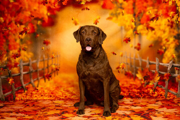Chocolate Lab in Autumn Forest