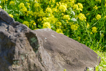 菜の花と岩のある春の庭の風景