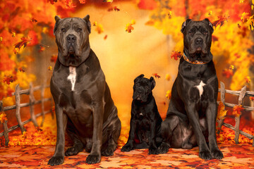 Cane Corso Family in Autumn Forest