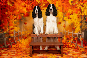 Springer Spaniels on Bench in Fall Forest