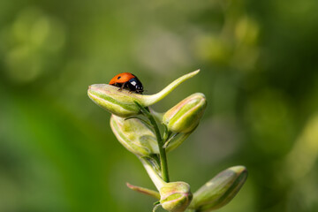 Close-up of a ladybug on the petals of the Delphinium Speronella flower. Insects and flowers in...