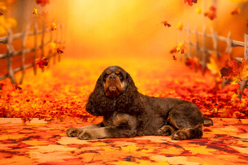 Cocker Spaniel Relaxing in Fall Leaves