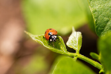 Close-up of a ladybug on top of green leaves of a garden plant. Insects and flowers in spring....