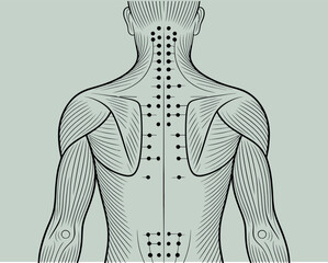 Human Back Acupuncture Points and Muscle Anatomy Chart Illustration
