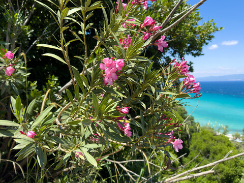 pink Olander flowers in the Mediterranean garden on the beach in greece