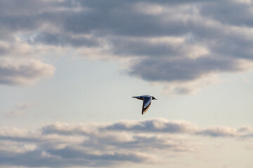 seagull flying against a cloudy sky. A minimalistic and atmospheric scene symbolizing freedom, space, and connection with nature.