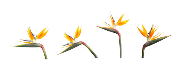 Bird of Paradise tropical flowers on white background, set