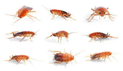Set of many cockroaches isolated on white