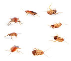 Set of many cockroaches isolated on white