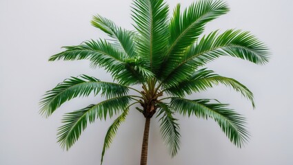Green Palm Tree Leaves Isolated On White Background, Tropical Mock Up Frame with Empty Copy Space for Text