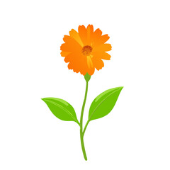 Bright Orange Calendula or Marigold Flower with Stem and Green Leaves Vector