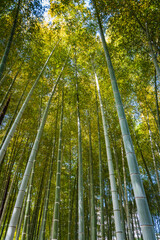 Tall bamboo stalks with dense green leaves form a natural canopy under sunlight