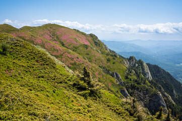 Vibrant pink rhododendron flowers blooming on the slopes of the Ciucas Mountains. Scenic summer landscape in the Carpathian Mountains, Romania.