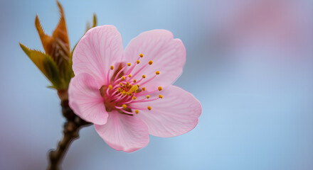 Obraz premium Delicate Pink Cherry Blossom A Springtime Bloom Close-Up