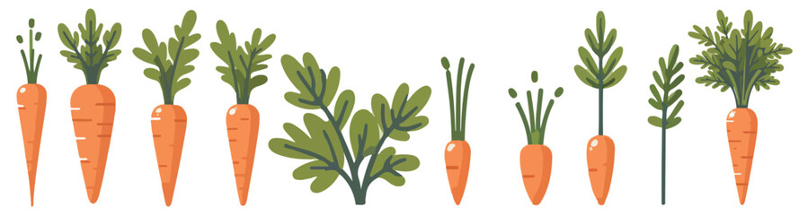 Vector set of carrot vegetables