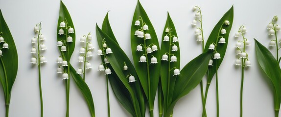 Set of beautiful Lily of the Valley flowers with green leaves on white background, with empty copy space for text.