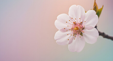 Obraz premium Delicate Pink Blossom A Close-Up of Spring's Gentle Beauty