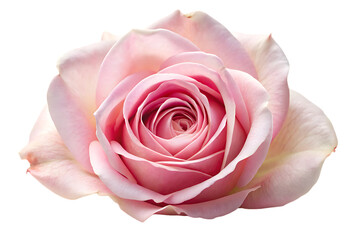 Single delicate pink rose petal with soft velvety texture and gentle curvature, isolated -  on white background.PNG AI