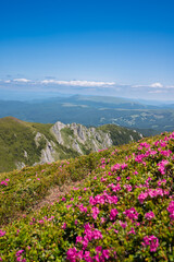 Vibrant pink rhododendron flowers blooming on the slopes of the Ciucas Mountains. Scenic summer landscape in the Carpathian Mountains, Romania.