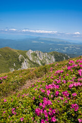 Vibrant pink rhododendron flowers blooming on the slopes of the Ciucas Mountains. Scenic summer landscape in the Carpathian Mountains, Romania.