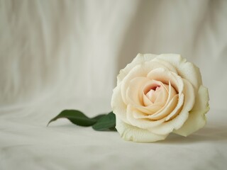 Single cream rose on soft fabric background