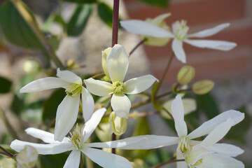 Armand Clematis flowers - Latin name - Clematis armandii