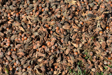 A ground covered in freshly harvested hazelnuts