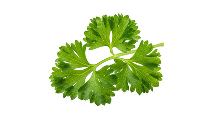 parsley on white background