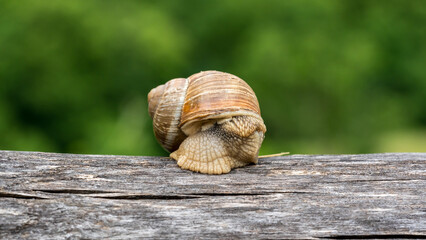 Nahaufnahme einer Weinbergschnecke