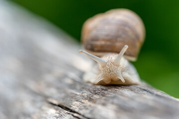 Nahaufnahme einer Weinbergschnecke