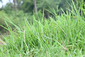Desmostachya bipinnata grass. Its common names  halfa grass, big cordgrass, salt reed grass, Kusha grass and Darbha grass. This  is an Old World perennial grass, long known and used in human history. 
