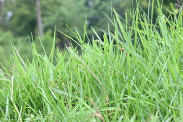 Desmostachya bipinnata grass. Its common names  halfa grass, big cordgrass, salt reed grass, Kusha grass and Darbha grass. This  is an Old World perennial grass, long known and used in human history. 
