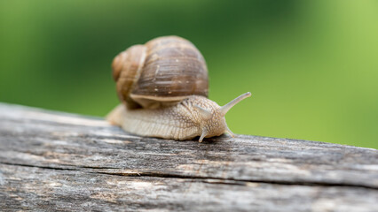 Nahaufnahme einer Weinbergschnecke