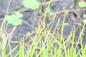 Desmostachya bipinnata grass. Its common names  halfa grass, big cordgrass, salt reed grass, Kusha grass and Darbha grass. This  is an Old World perennial grass, long known and used in human history. 