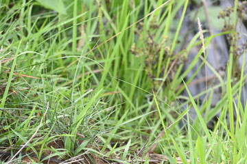 Desmostachya bipinnata grass. Its common names  halfa grass, big cordgrass, salt reed grass, Kusha grass and Darbha grass. This  is an Old World perennial grass, long known and used in human history. 