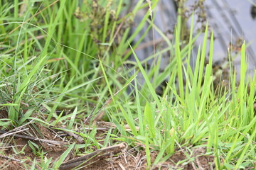 Desmostachya bipinnata grass. Its common names  halfa grass, big cordgrass, salt reed grass, Kusha grass and Darbha grass. This  is an Old World perennial grass, long known and used in human history. 