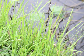 Desmostachya bipinnata grass. Its common names  halfa grass, big cordgrass, salt reed grass,...